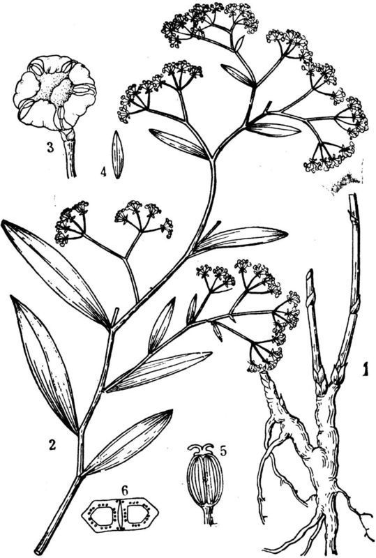 柴胡有哪些特征?