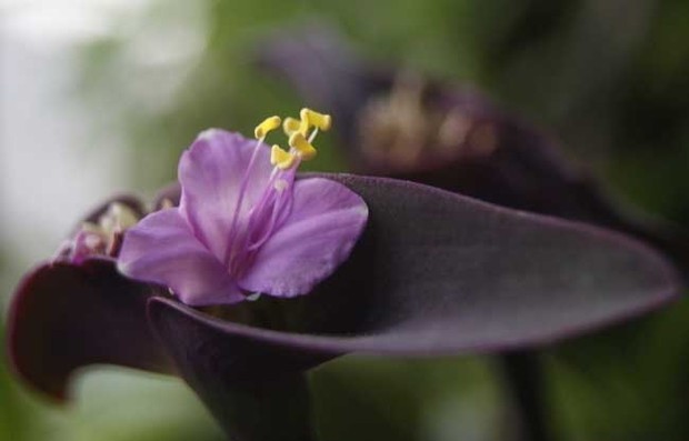 开小紫花的吊兰图片