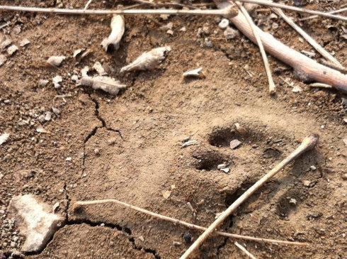 黄鼠狼的洞都是什么样子的啊?求详细描述.