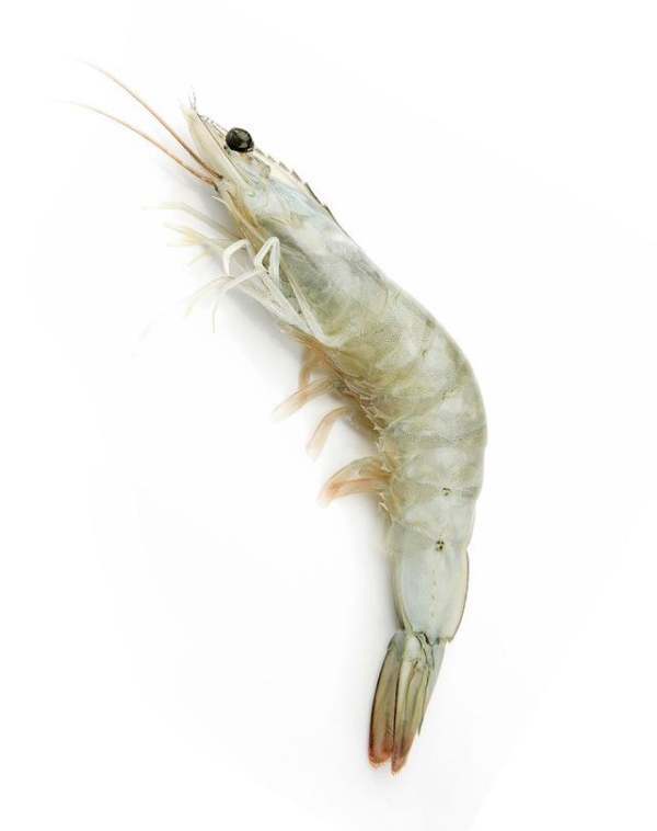 如何区分基围虾和对虾?