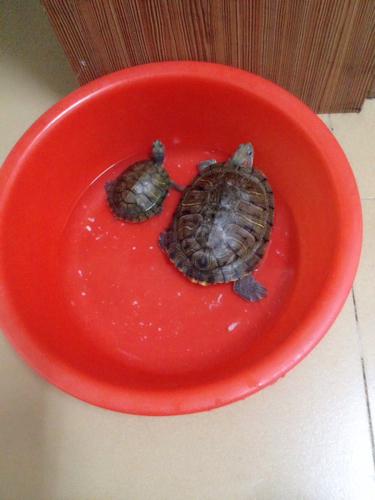 为什么我家乌龟拉便便是白色的啊,好像都没有消化呀