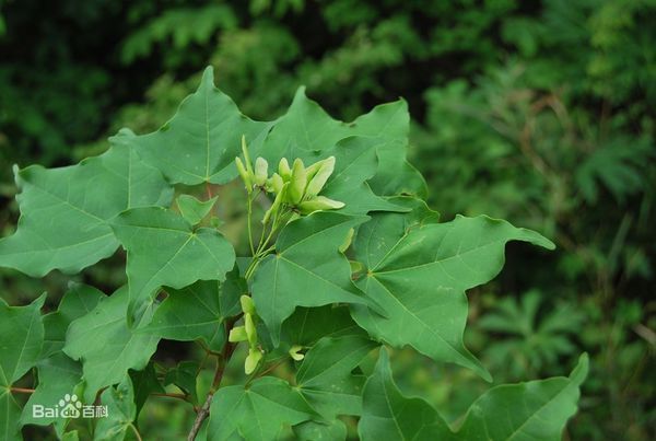 有元宝枫与五角枫的区别图片么