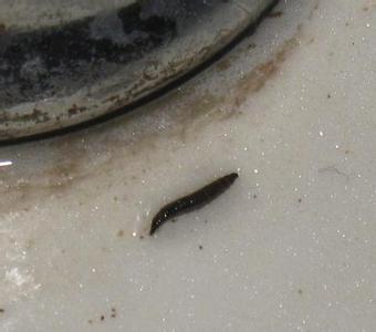 这是什么虫子,洗手间发现的,蠕动