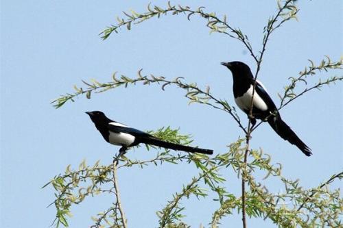 看见喜鹊的寓意?