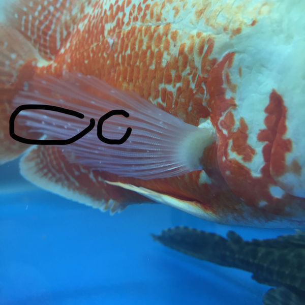 我养的是珠仔鱼,请问鱼鳍上面的点点是什么?