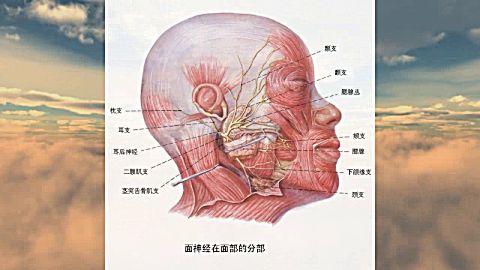 [图]简明《实用医学》教程系列之《人体解剖学》第三讲头部的神经与淋巴