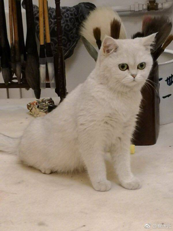 崔永元口中的安娜是谁