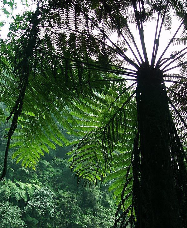 桫椤是现存唯一的木本蕨类植物,极其珍贵,堪称国宝,被众多国家列为一