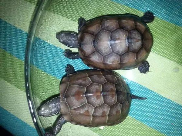 怎样鉴别巴西龟的雌雄?