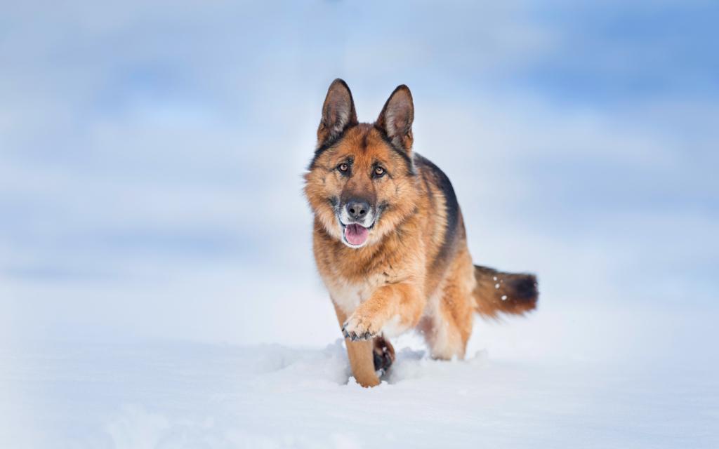 帅气德国牧羊犬[图8]