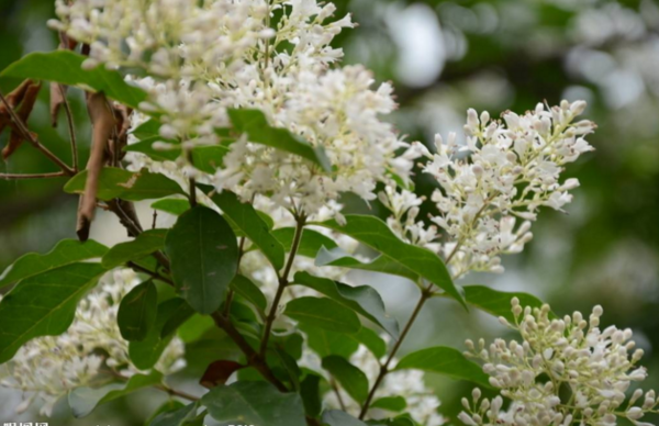 木本植物开白色小花,有淡淡的香味花期五月?什么植物特殊