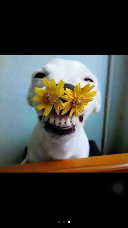 一只狗叼着花表情包图片