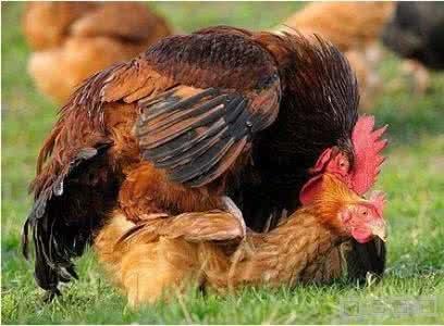 公鸡的生殖器在哪里?母鸡的泄殖腔又在哪里?