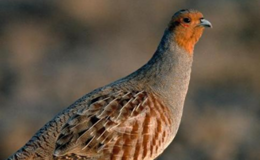 斑鸠和布谷鸟的区别是什么?