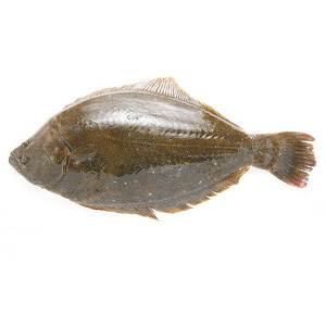 请问多宝鱼与左口鱼外形上和口感上有什么区别