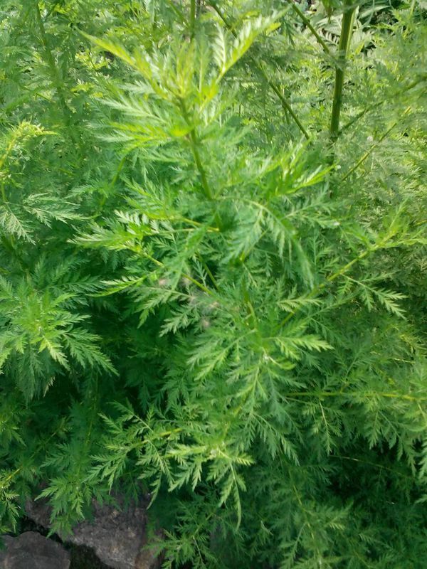 臭蒿子煮水喝能去身上的湿毒吗?臭蒿子也叫青蒿