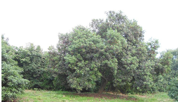 杭州周边游摘杨梅去哪里比较好?