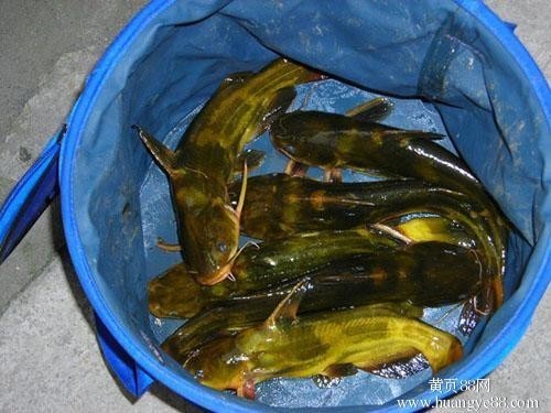 东北河石榴鱼图片图片