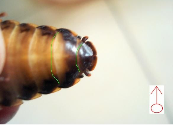 怎样辨认雌蟑螂和雄蟑螂