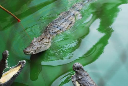珠海鳄鱼岛公园在哪里