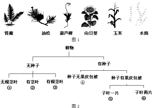 某生物兴趣小组的同学在进行野外考察时,采回植物标本