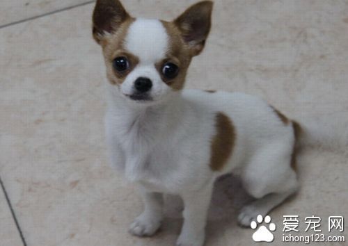 狗瘟潜伏期 早期的主要表现有哪些