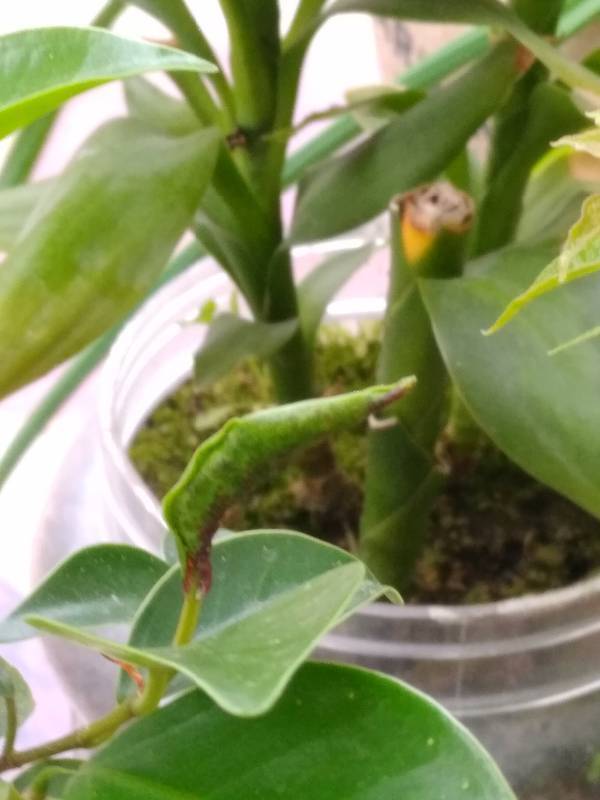 家里盆栽榕树的新鲜嫩叶里面总是有这种黑色的小虫子,于是叶子就会卷