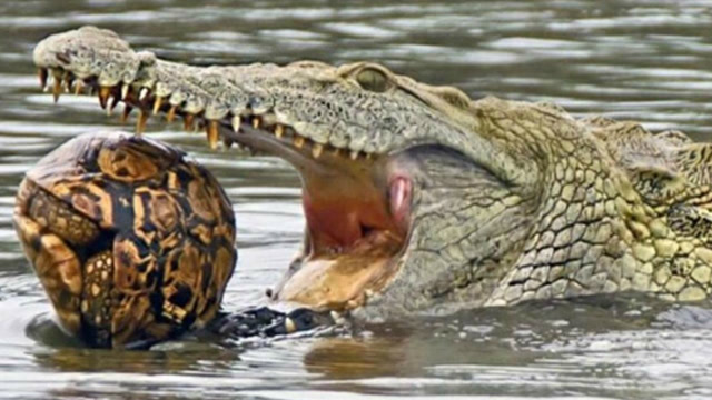 鳄鱼吃乌龟嘎嘣脆?嘎住在嘴里嚼不烂也咽不下去,是真的尴尬!