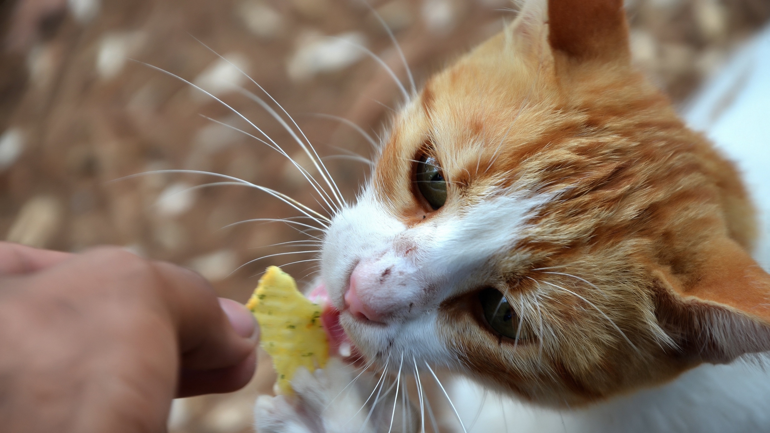 小猫吃东西的图片[图4]