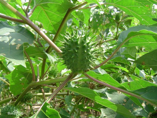 植物果实是球形,上面长满尖刺