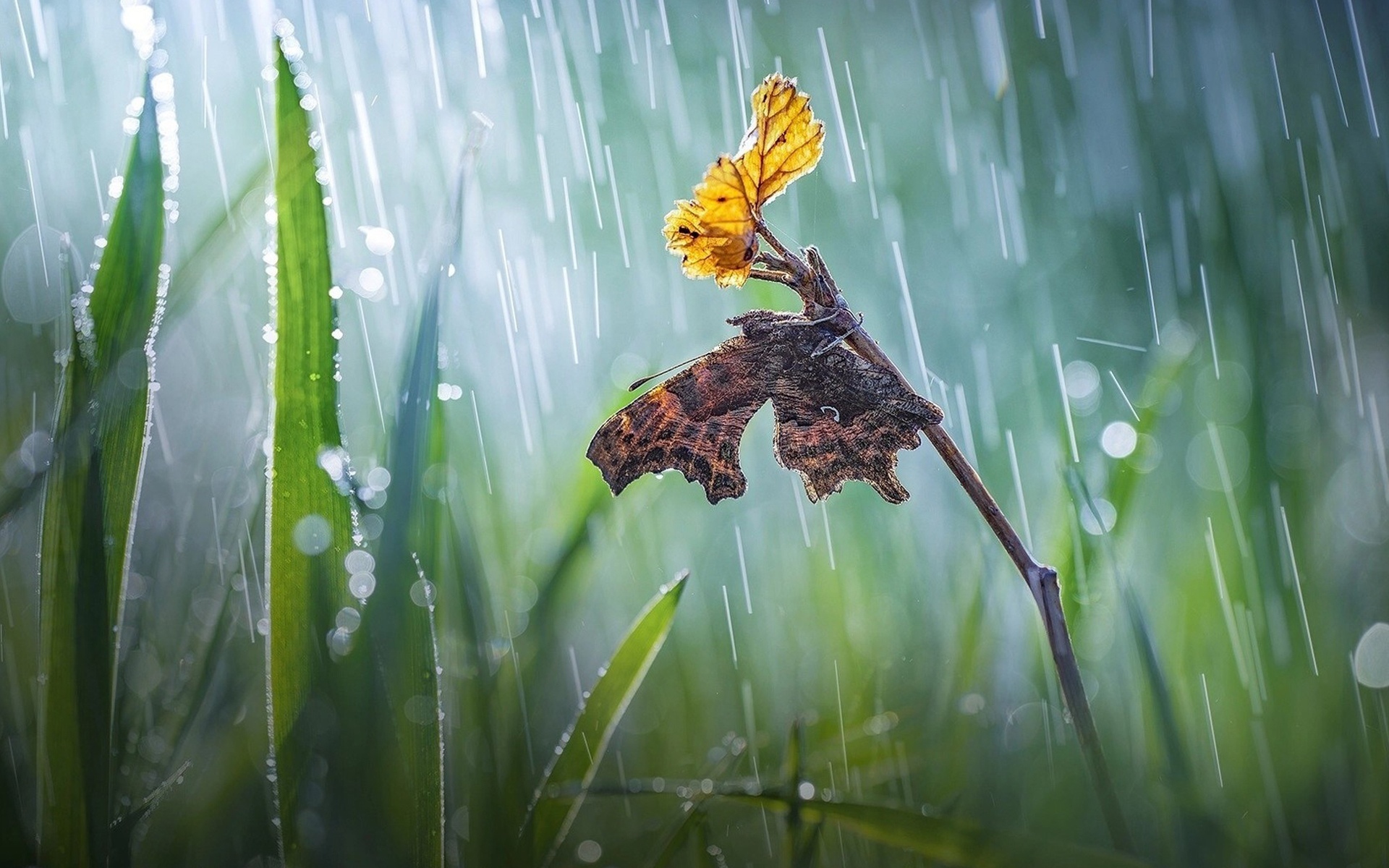 夏日雨后风景高清桌面壁纸[图7]