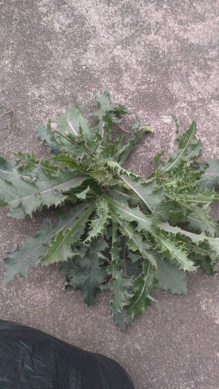 这个草叫什么,兔子能吃吗?