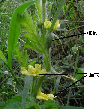 西瓜花的结构示意图图片