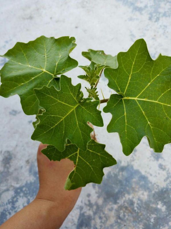 这是种什么植物,满身是刺,长圆圆的果实,果子上面有花纹