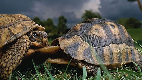 围观 世界上速度最快的 乌龟打架:咬死你咬死你