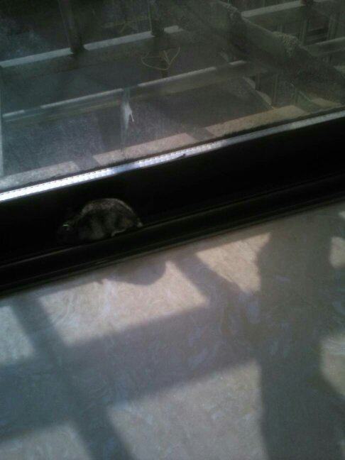 我前两天买的仓鼠一直咬人,怎么回事?疼死个我