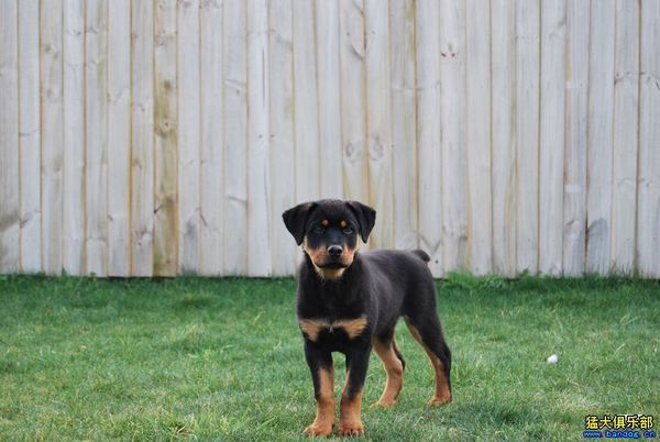 十个月罗威纳犬飞耳能治疗