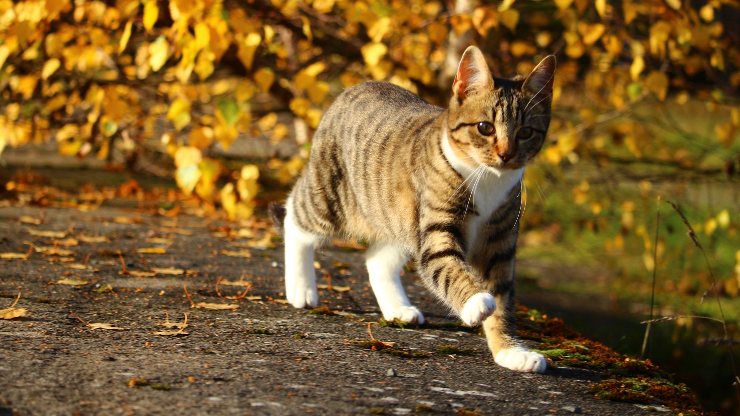 高清野外猫咪图片[图1]