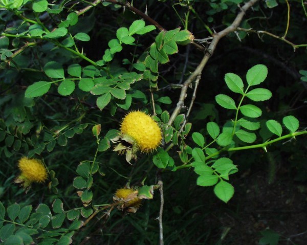 d8331333431366235又名山王果,刺莓果,佛朗果,茨梨,木梨子,别名刺菠萝