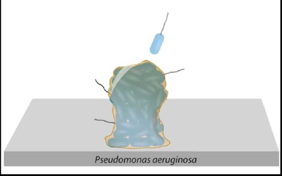 【科普】 细菌生物膜的形成过程
