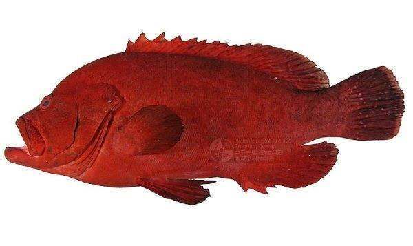 常见的红色海鱼图片