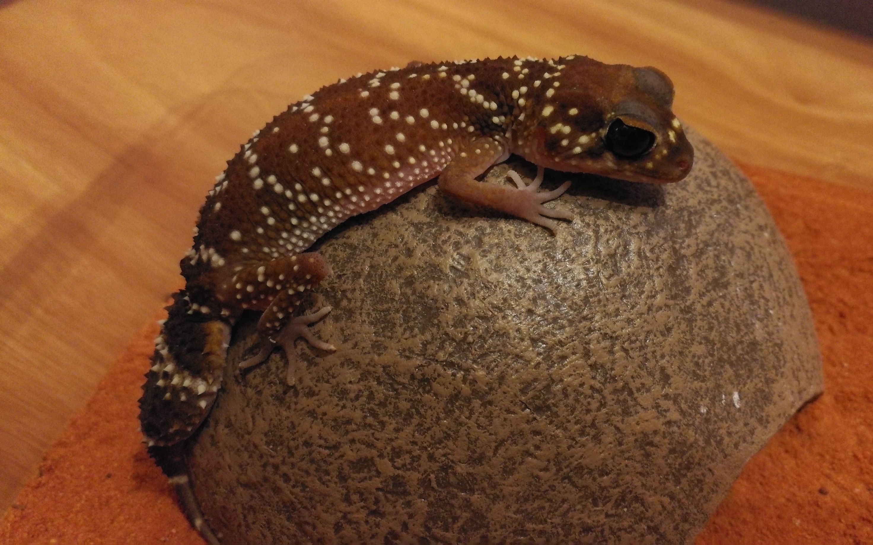 悉尼 爬宠展 up捡到大便宜 澳洲星点厚尾守宫 开箱!