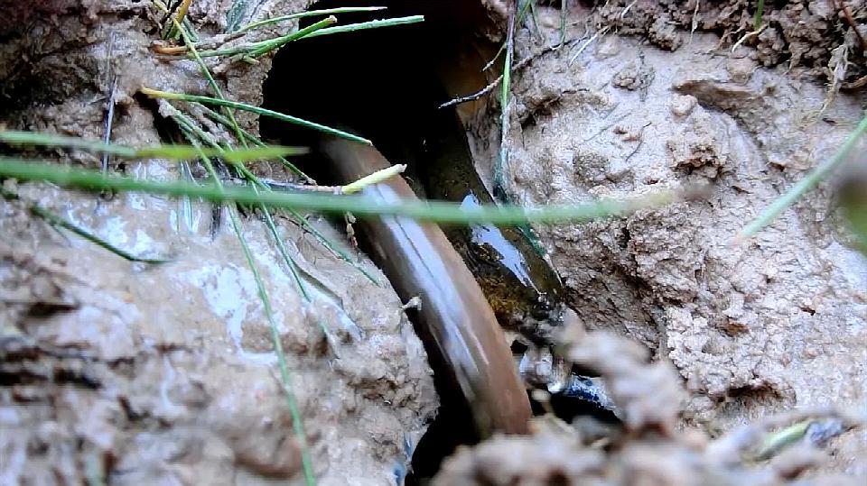 黄鳝:这个洞好滑,不如我们进去玩玩吧,夏天盛产 黄鳝