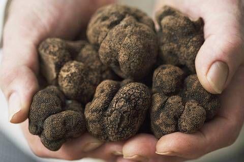 块菌(猪拱菌)多少钱一斤?