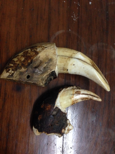 请问老虎牙价值多少?