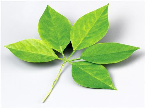 黑枸杞叶子有什么功效