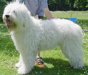 大型犬类白色图片
