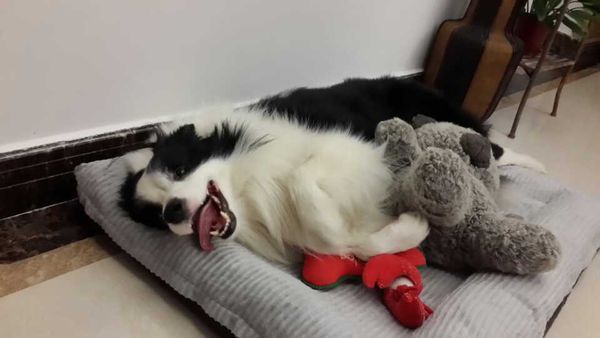 边牧几岁毛最漂亮