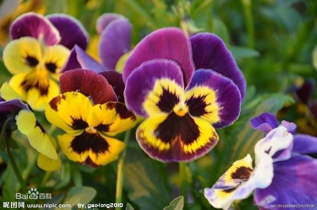 三色堇的缺点 t012af2ac7f4a8df9a2.jpg