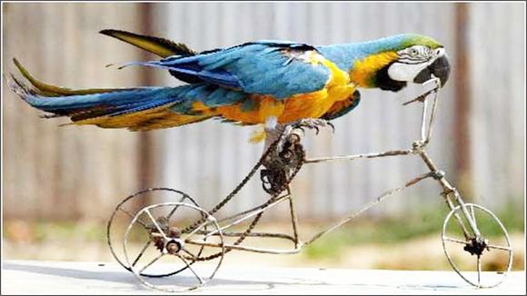 鹦鹉说话的不稀奇,会跳舞的少见哦!见过吗?